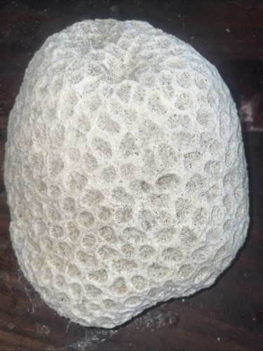 Brain coral awesome - brain,