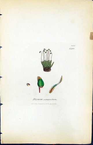 Antique old print bryum - print,
