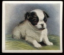Tobacco Card, Godfrey Phillips, OUR PUPPIES, 1936, Japanese Spaniel, #29