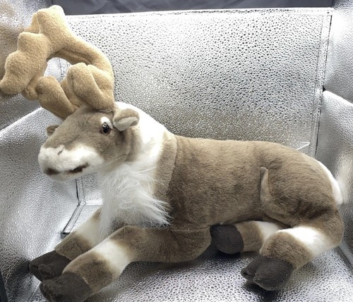 Home reindeer deer - , caribou
