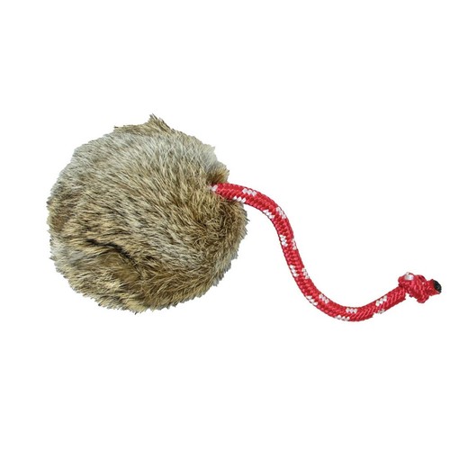 Dog field rabbit fur long - dog,