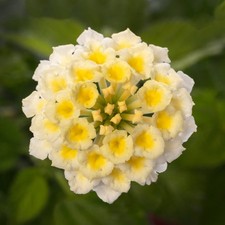 3x Lantana camara Bandolista Coconut Plug Plants