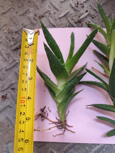 Aloe juvenna tiger - tiger,