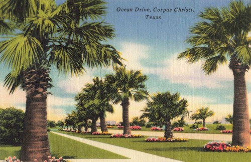 Postcard ocean drive palm - postcard,