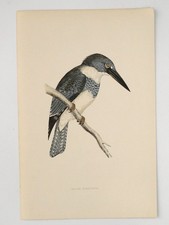 Belter Kingfisher British Bird
