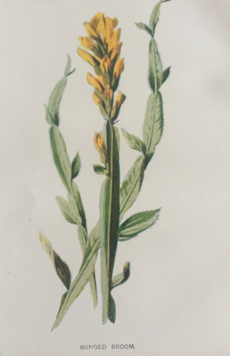 Antique botanical print - antique, winged