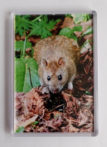 Extra large fridge magnet - extra, ❤