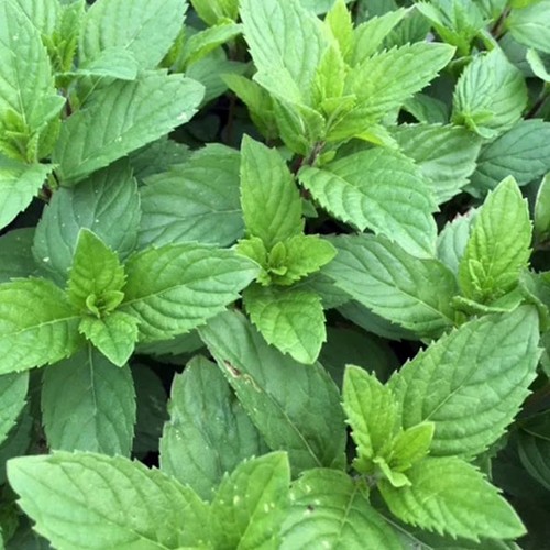 Garden ready litre - garden,