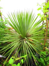 Hardy Beaked Yucca - Yucca