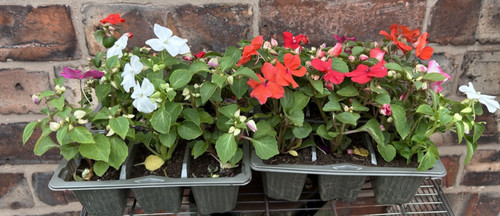 Tray impatiens busy - tray, of
