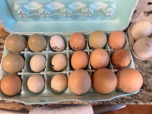 Dozen bym hatching eggs - dozen,