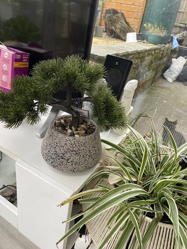 Modern artificial bonsai - artificial,