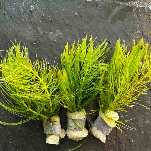 Hornwort mini leaded bundles - mini,