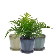 Indoor ceramic plant pot small - plant,