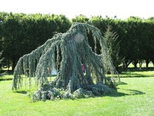 Weeping Blue Cedar Tree | Cedrus Libani  'Glauca Pendula'In 4 Litre Pot