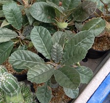 Dorstenia Foetida  200 seeds