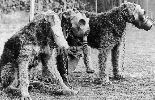Ww2 photo picture dogs - ww2,