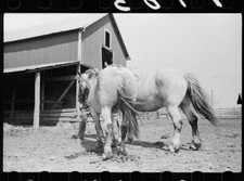 Horses going into the barn, Grundy County. Iowa 1940s Old Photo 1