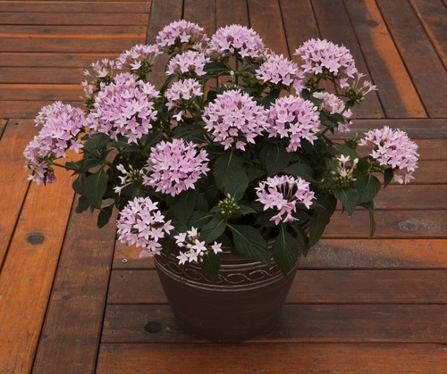 Pentas new look mixed seeds - pentas,