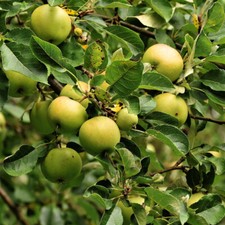 Apple golden delicious self - golden,
