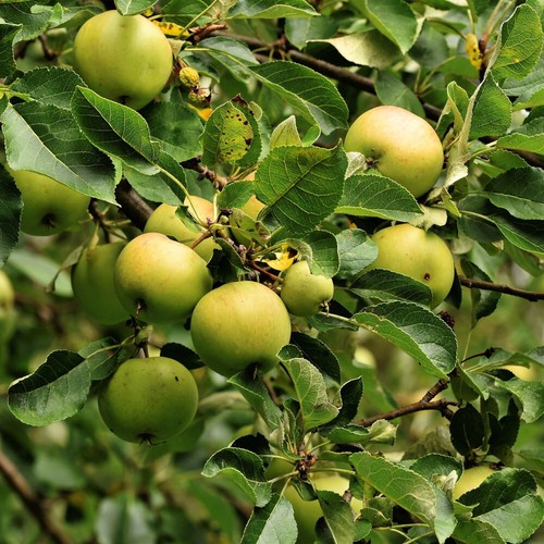 Apple golden delicious self - golden,