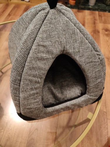 Small pet cat - pet, melange