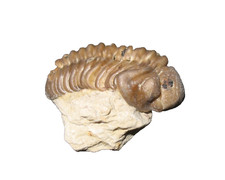 Devonian Paciphacops campbelli