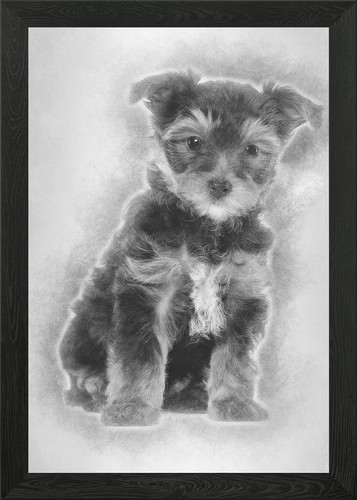 Yorkshire terrier puppy - yorkshire, 7