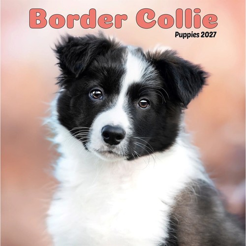 Border collie puppies mini - collie,