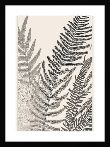 Majestic fern fronds - fern,