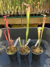 Sarracenia collection