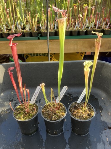 Sarracenia collection