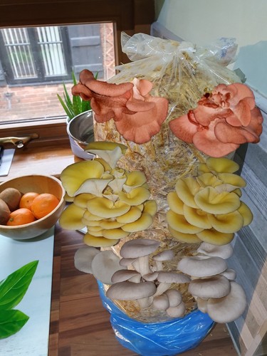 Mushroom grow kit - grow, mixed