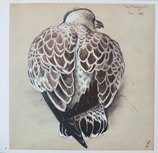 Tunnicliffe Herring Gull Bird Sketch Vintage 1979 Art Print Plate 24 X 25.5cm