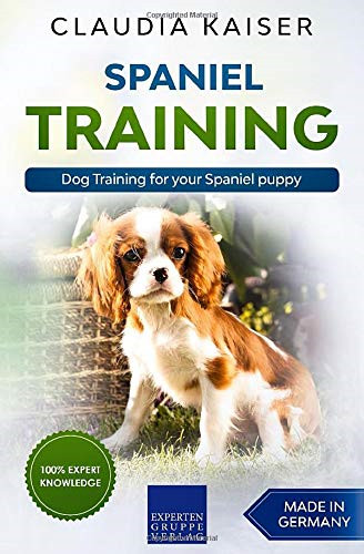 Spaniel training dog - dog,