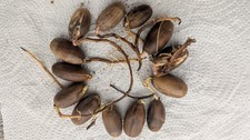 8x Acorns germinated 2025