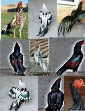 Mix Aseel Asil Fresh Organic/FreeRange 12 Eggs (Eating)