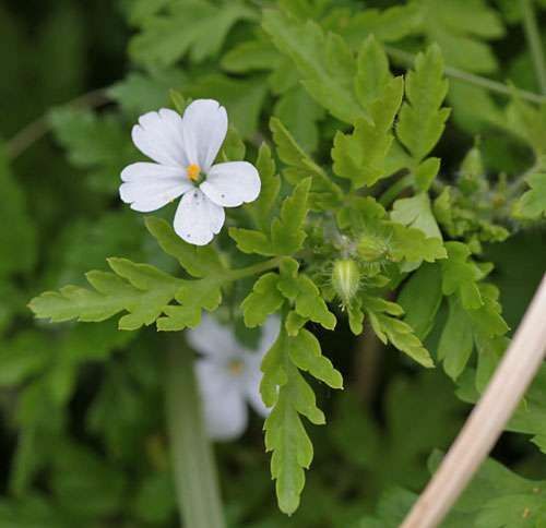 Geranium robertianum celtic - geranium,