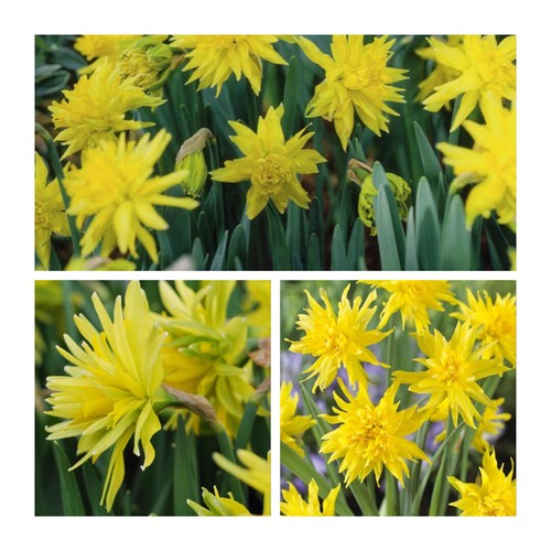 Rip van winkle narcissus 30 - rip,