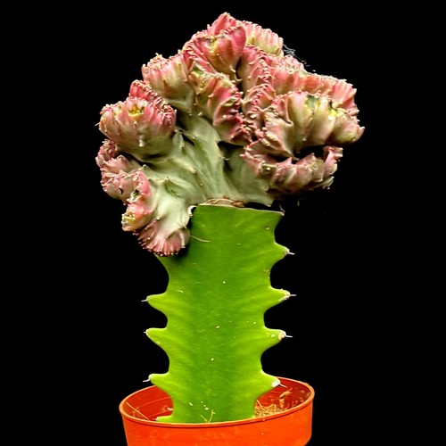Euphorbia lactea cristata - euphorbia,