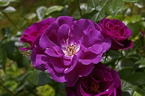 Rhapsody blue rose 4l - -,