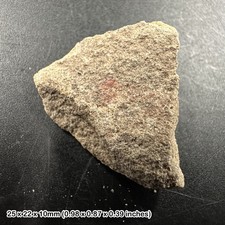 Triceratops dinosaur bone