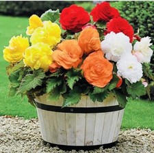 Trailing Begonia GIANT Double Mixed F1 Nonstop- 10 Pelleted Seeds