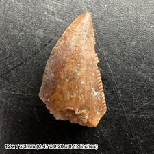 Genuine raptor dinosaur - raptor, tooth