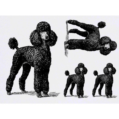 Black poodle standing - 'black,