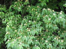 HONEYSUCKLE BUSH LIVE STARTER