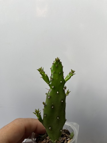 Opuntia prickly pear - prickly, rooted