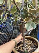 Very Very Large Rubber Plant