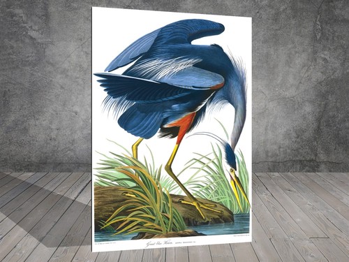 John james audubon - john, blue