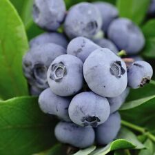Blueberry Fruit Bush, 1 x Chandler in 1.5 Litre Pot by Thompson & Morgan